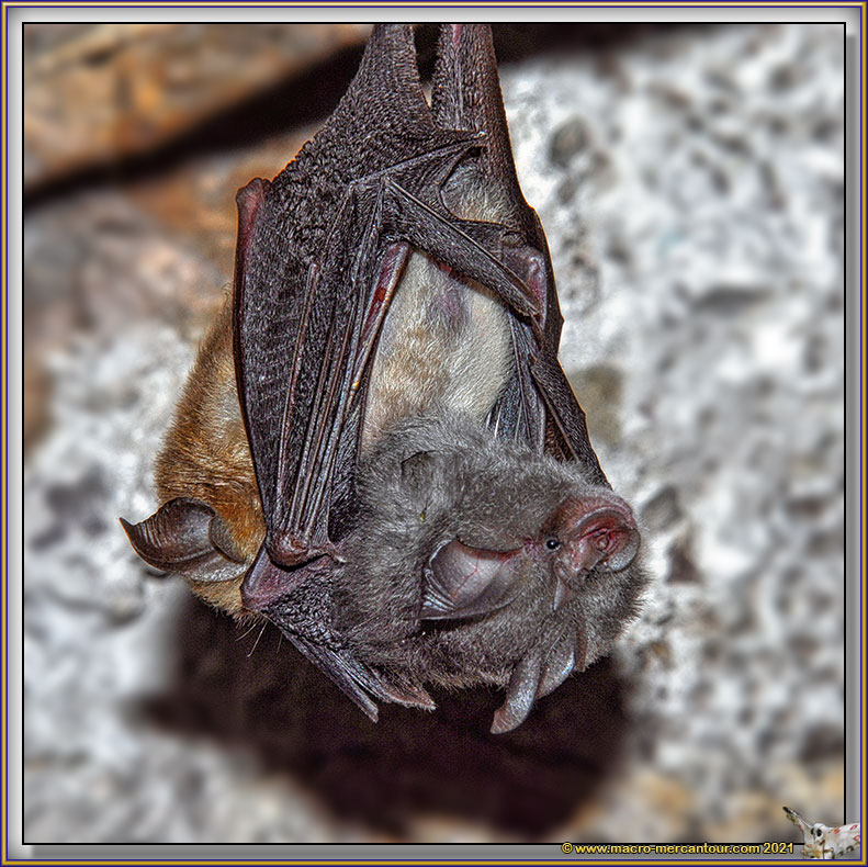 Petit Rhinolophe